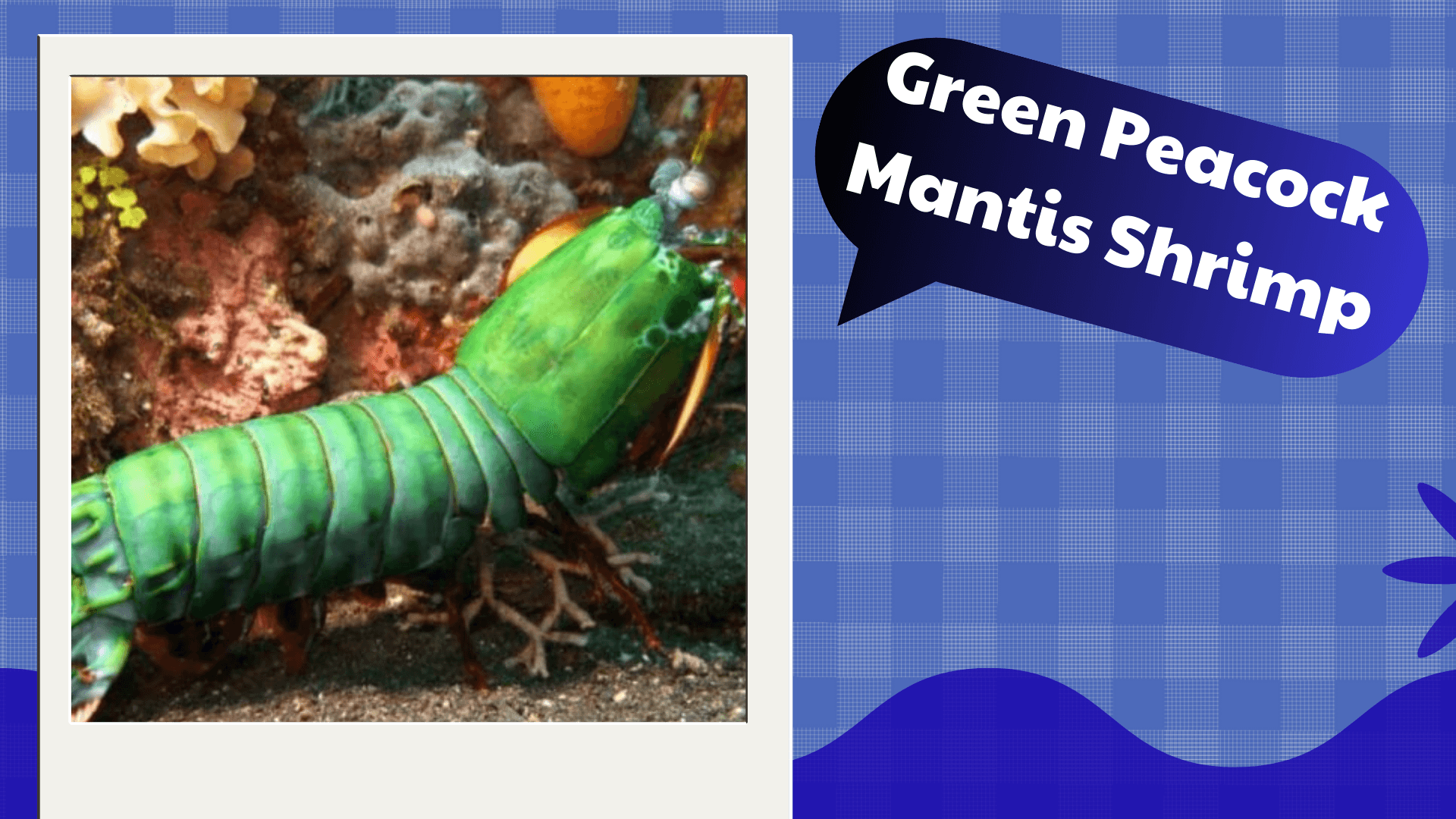 Green-Peacock-Mantis-Shrimp
