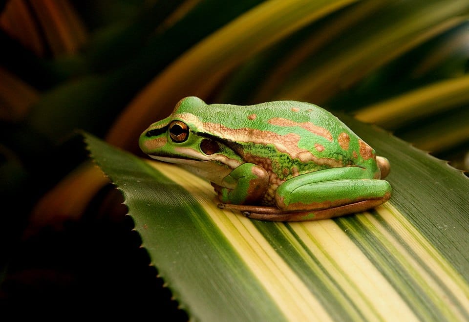 Green-and-Golden-Bell-Frog