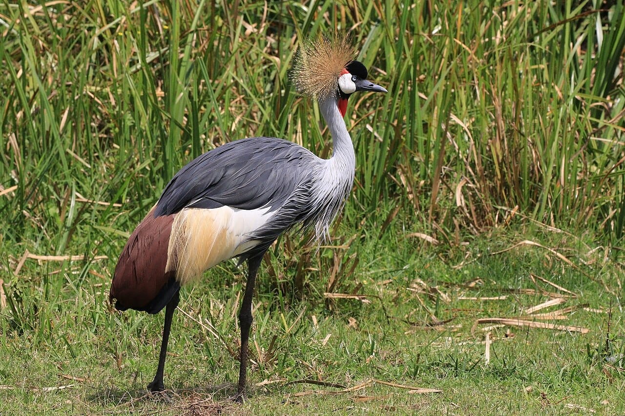 Grey Crowned Crane