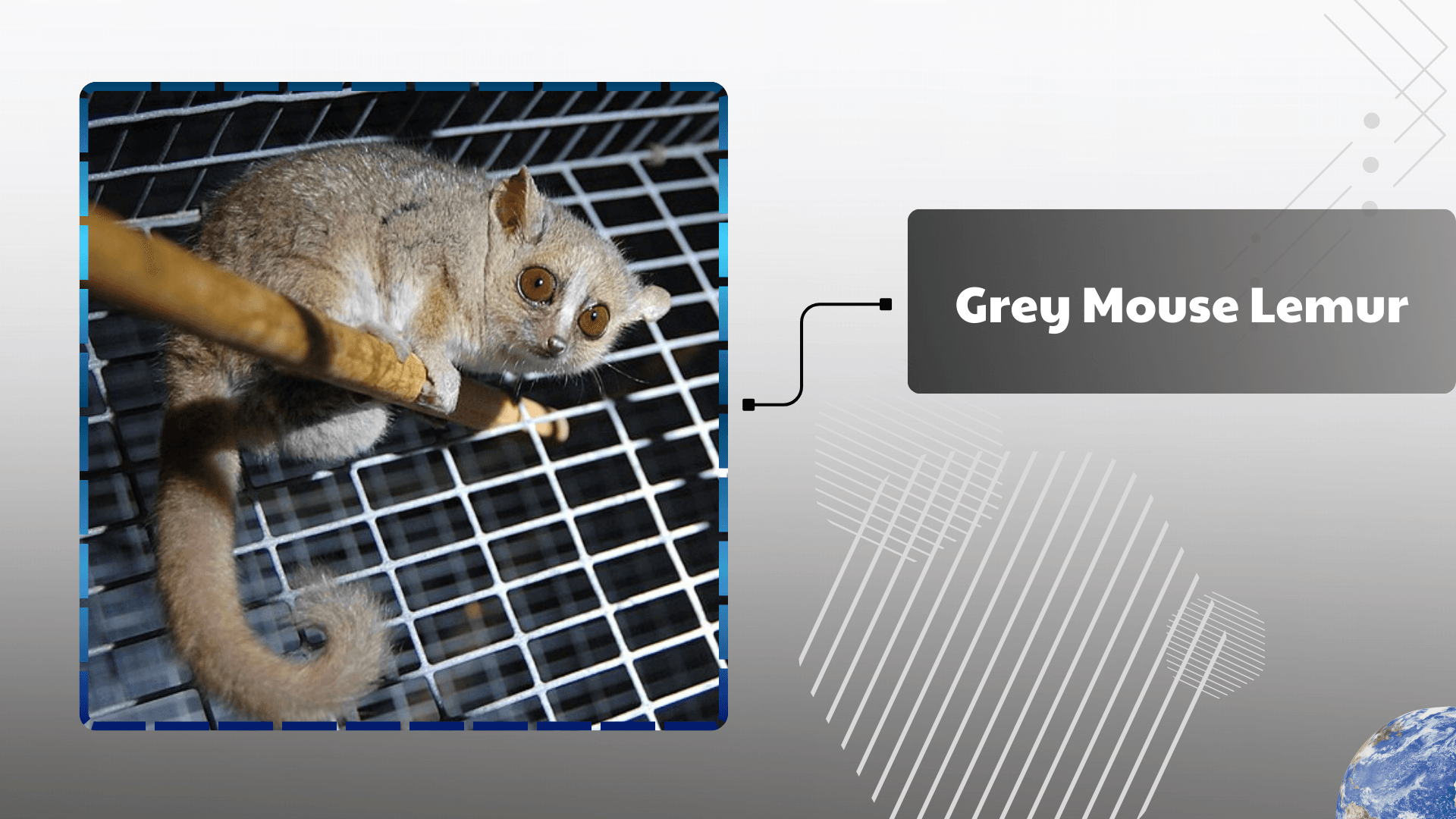 Grey-Mouse-Lemur