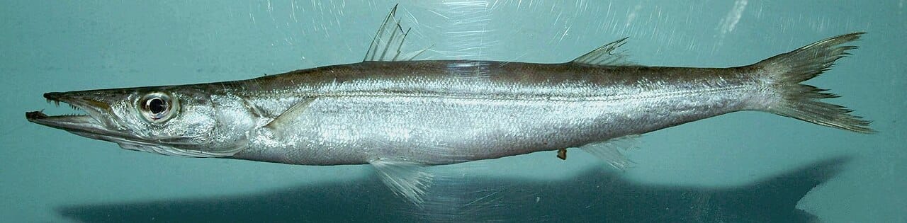 Guachanche Barracuda