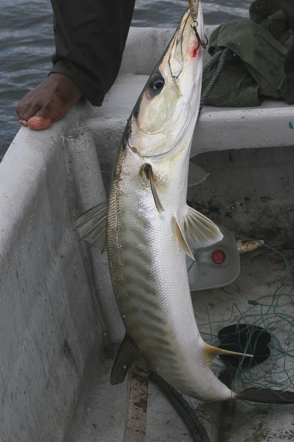Guinean Barracuda