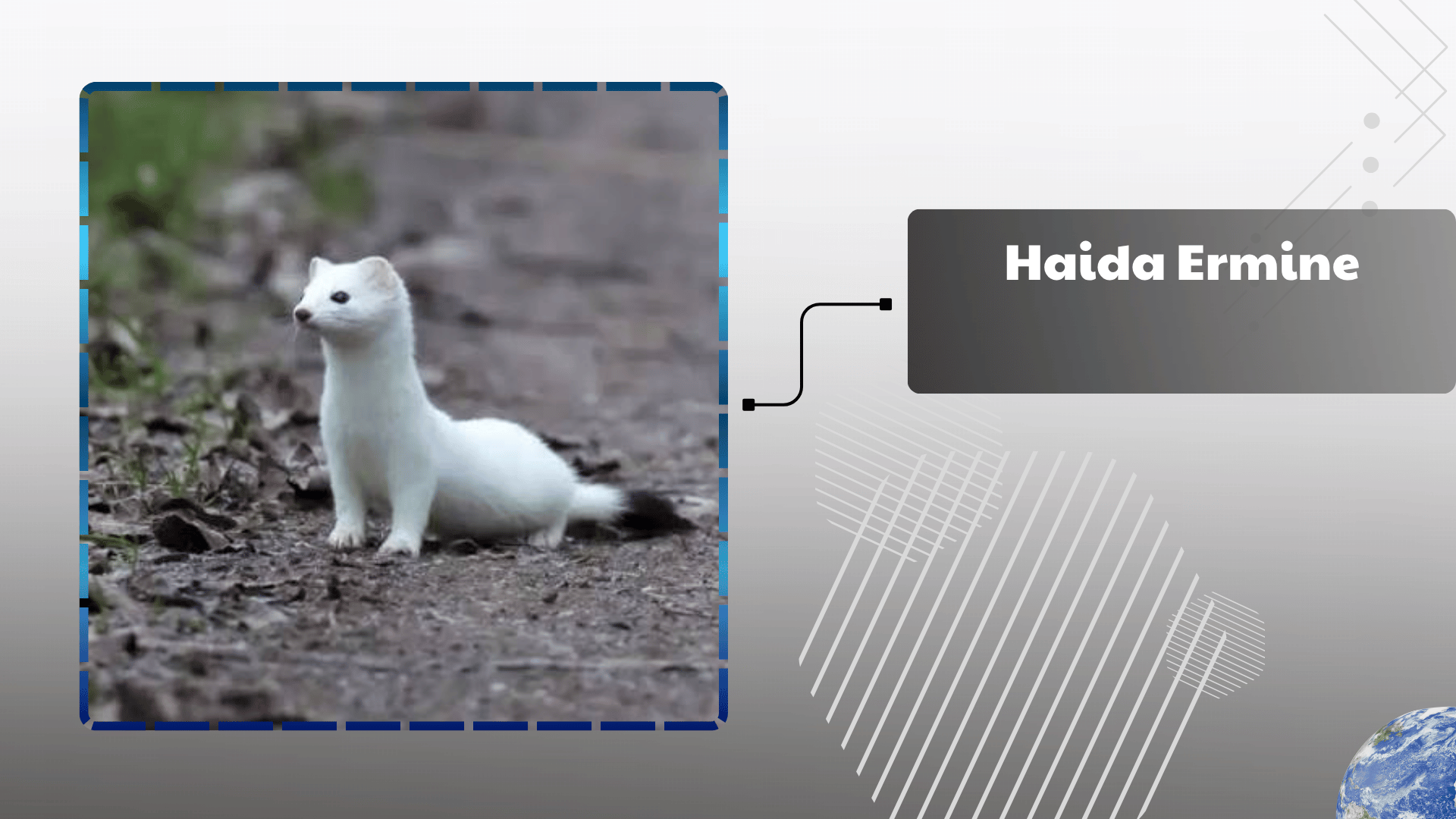 Haida Ermine