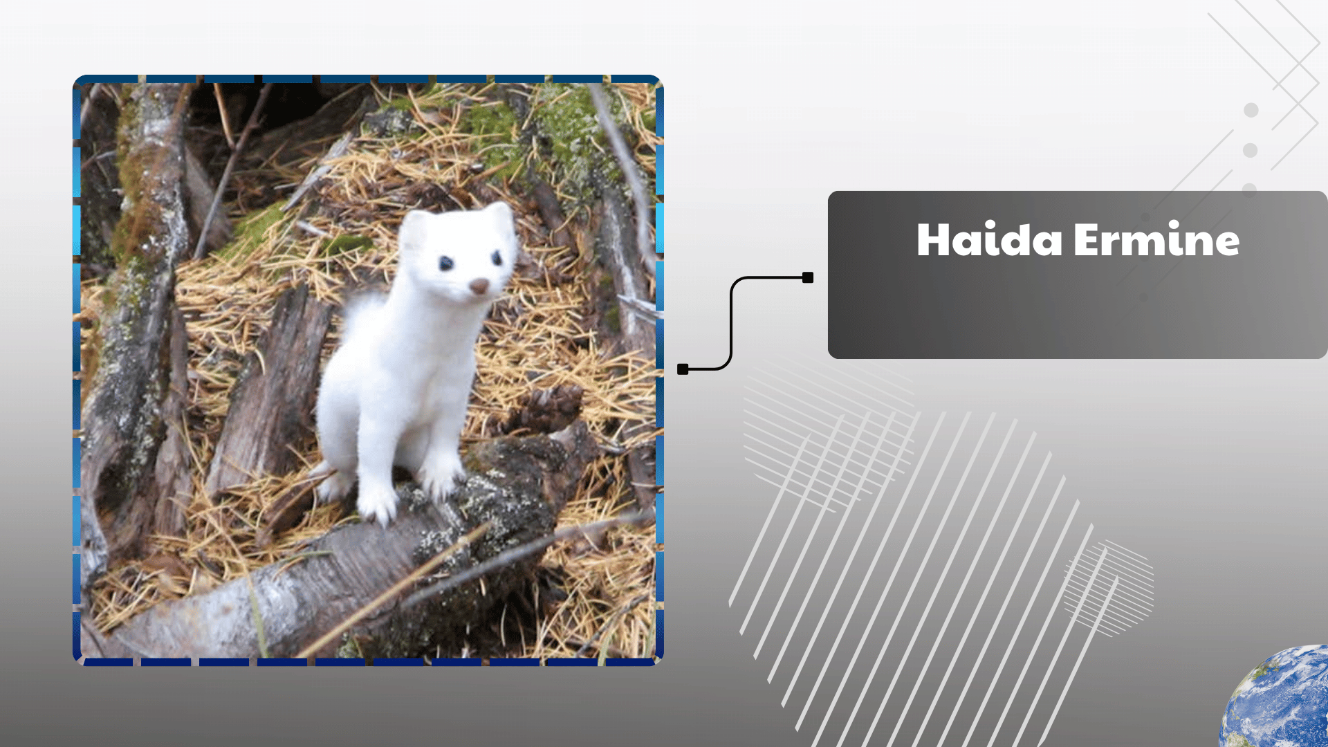 Haida Ermine