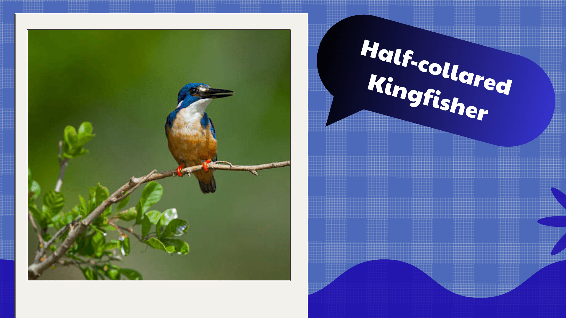 Half-collared Kingfisher