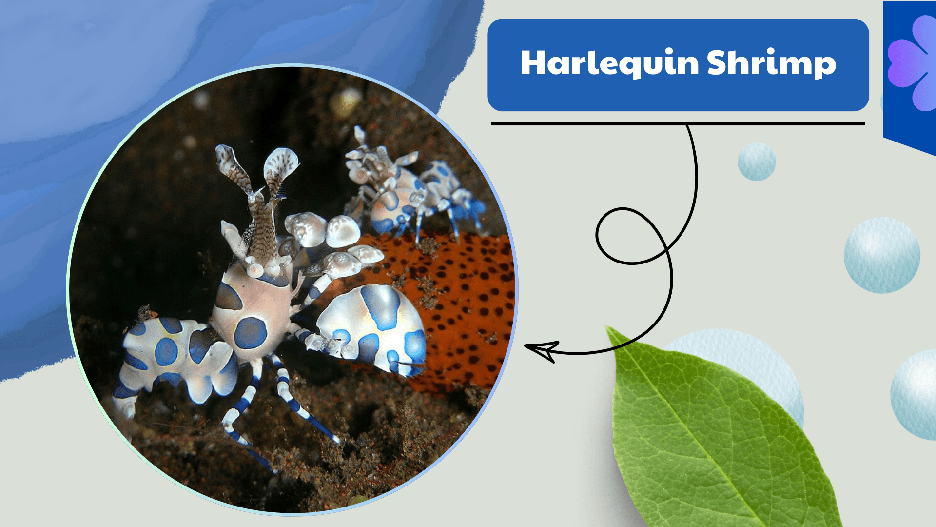 Harlequin-Shrimp