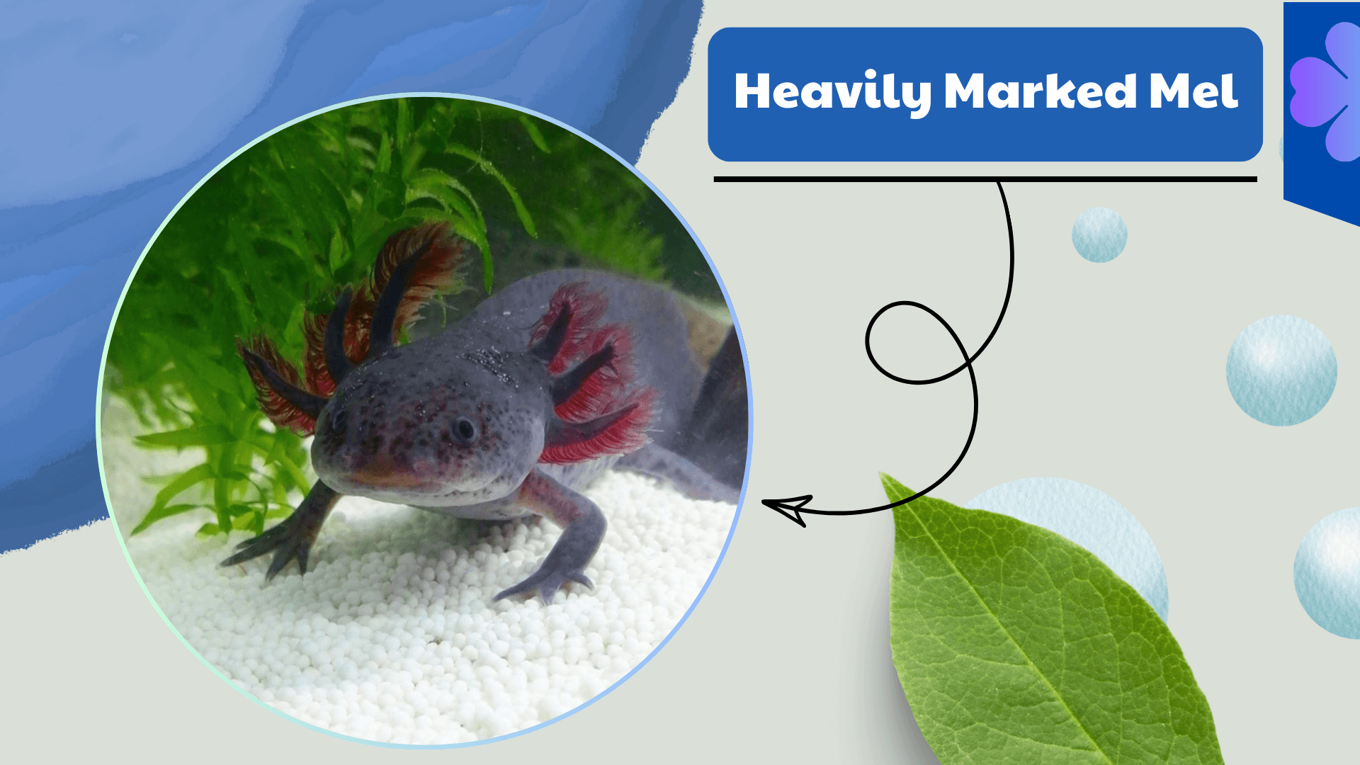 Heavily-Marked-Melanoid