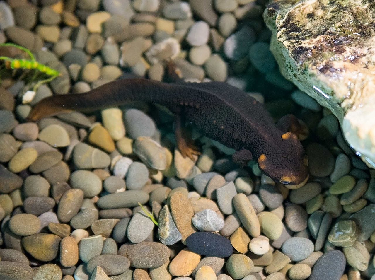 Himalayan Newt