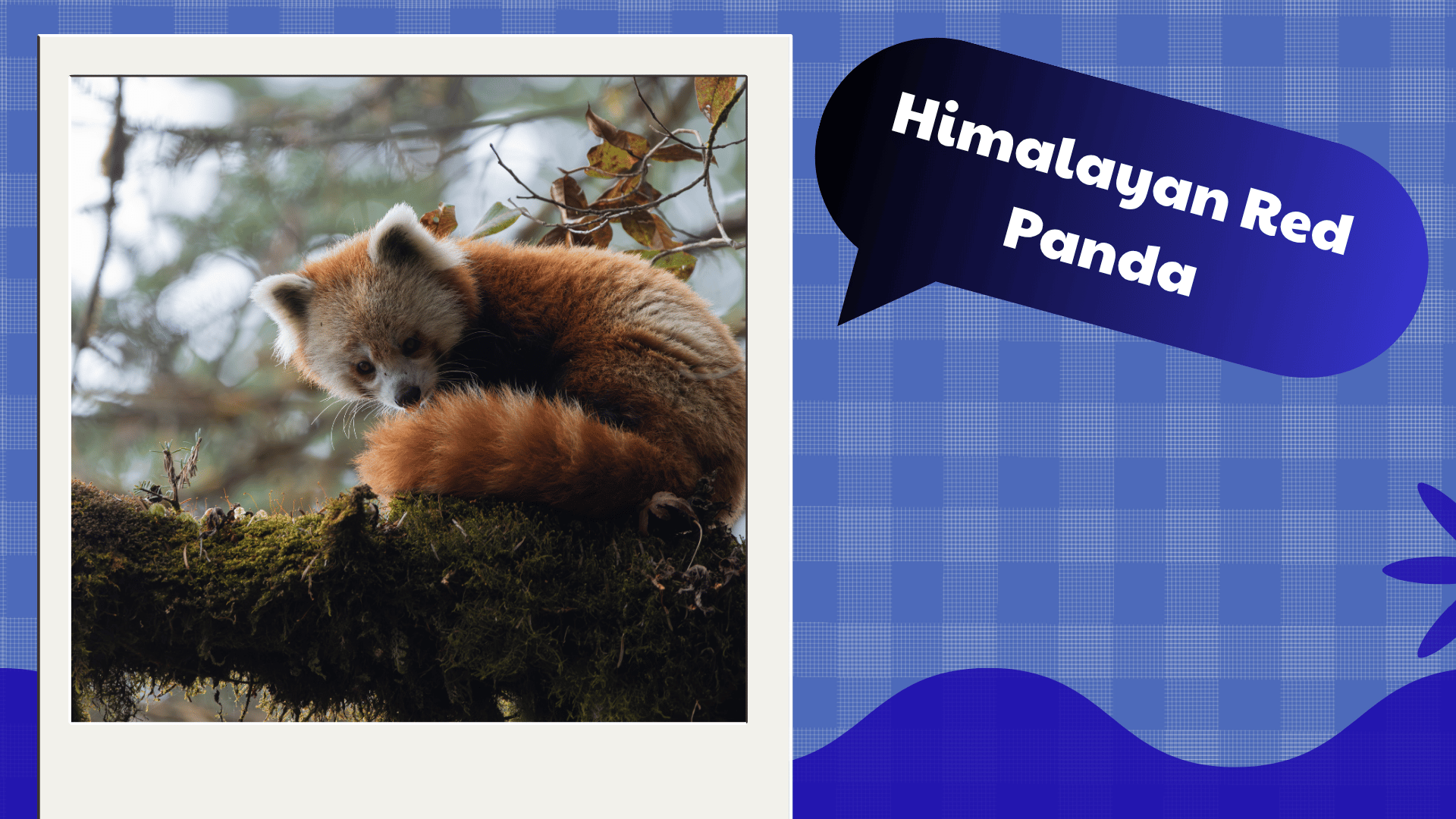 Himalayan Red Panda
