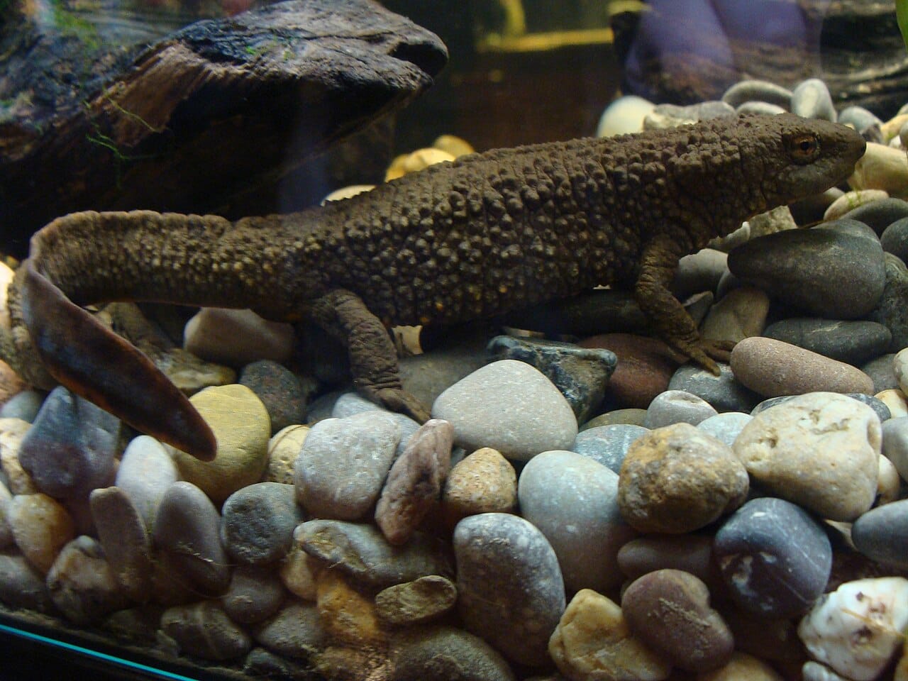 Hong Kong Warty Newt