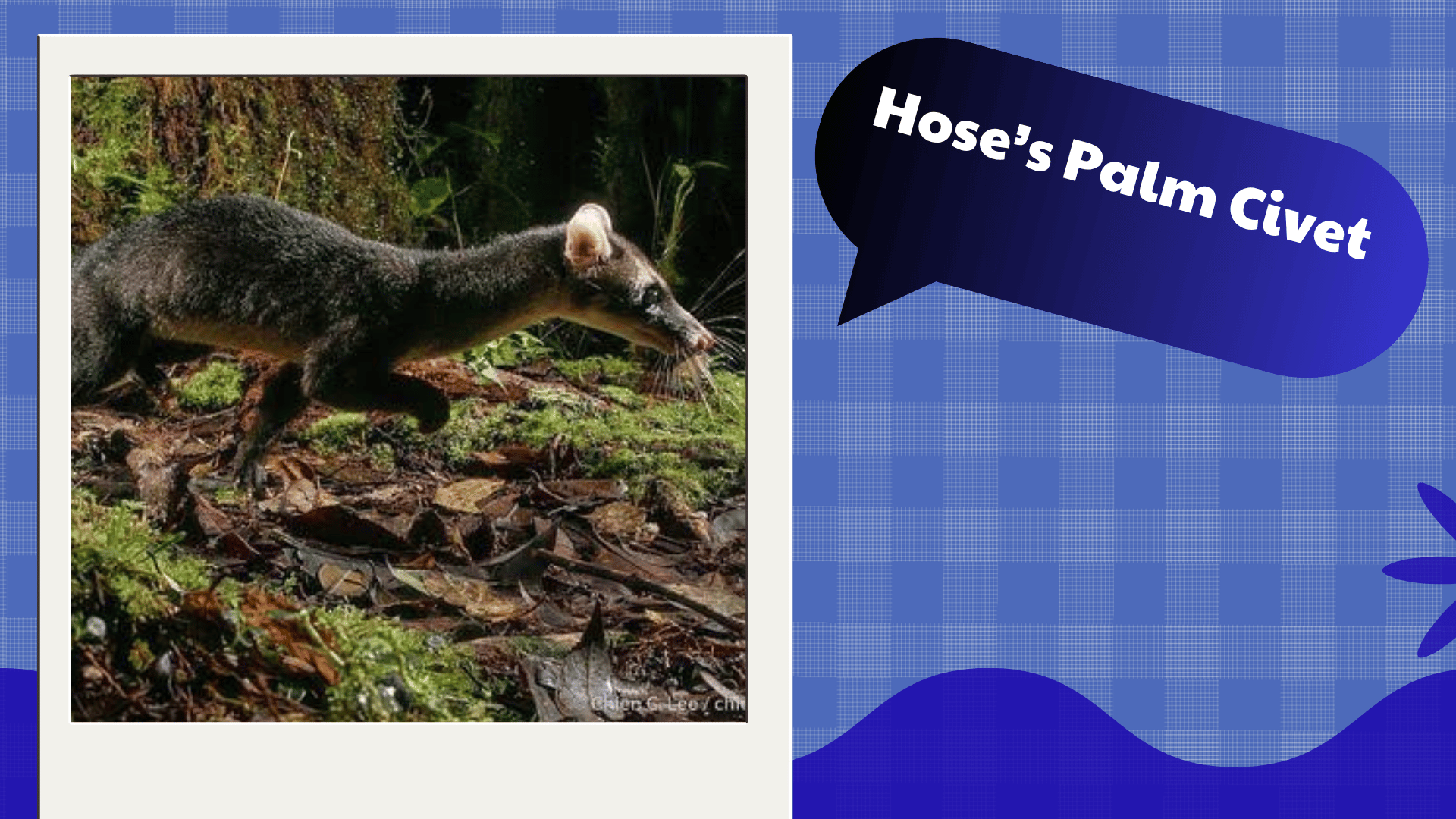 Hose’s Palm Civet