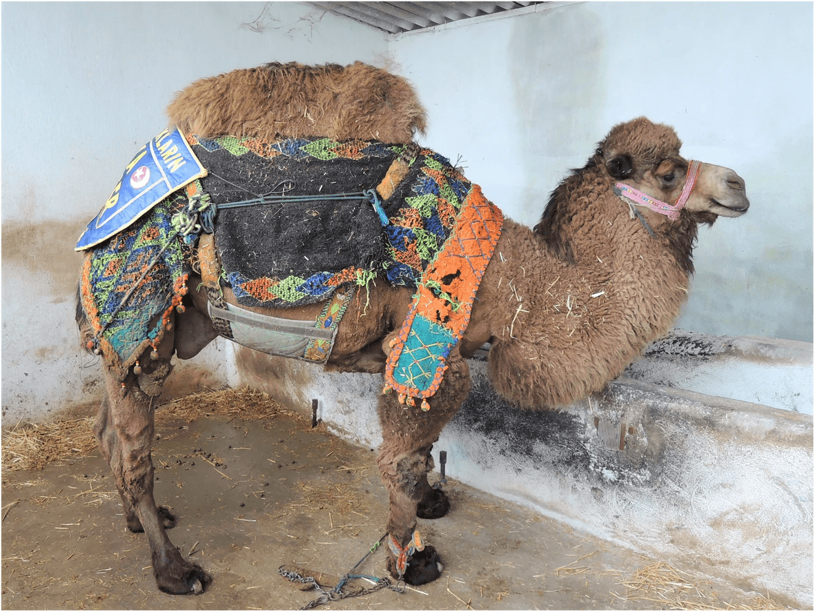 Hybrid Camel