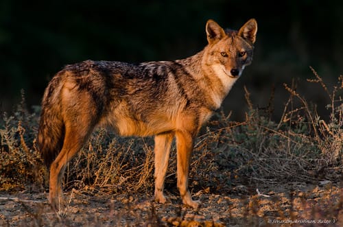 Indian Jackal