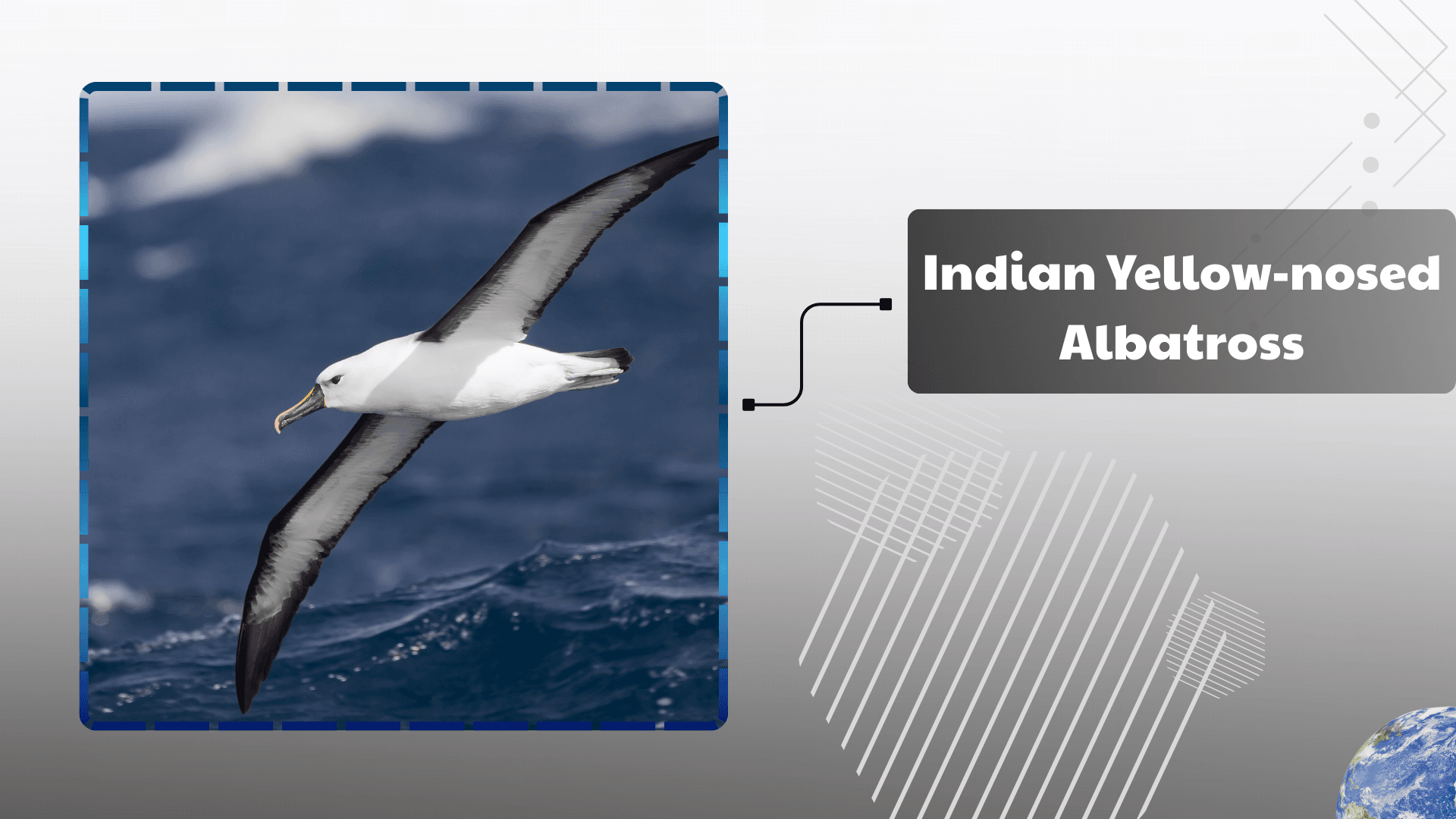 Indian-Yellow-nosed-Albatross