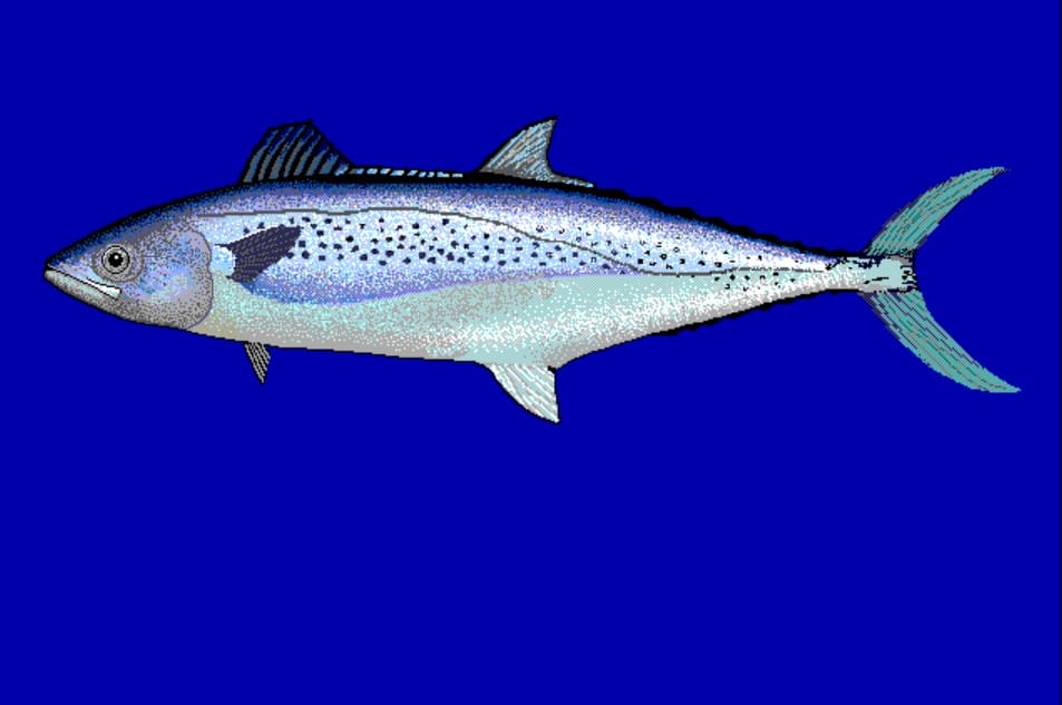 Indo-Pacific Spanish Mackerel