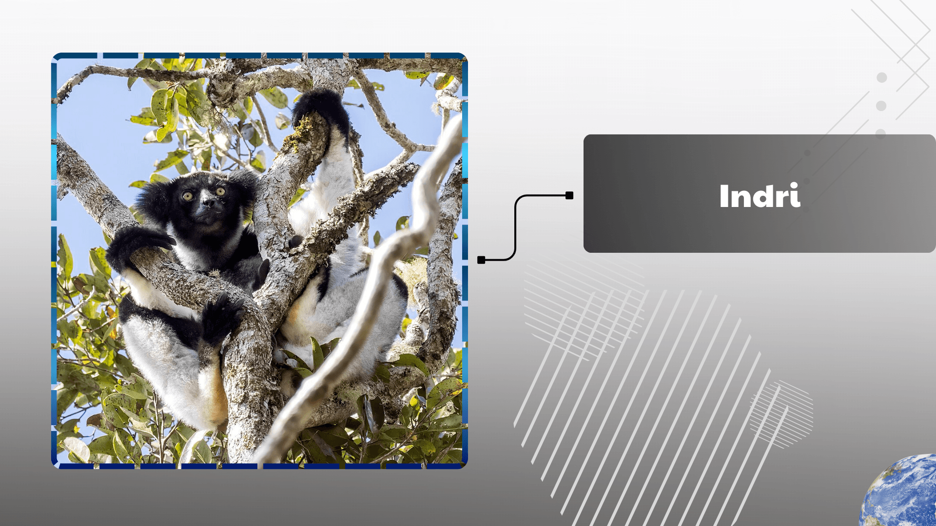 Indri