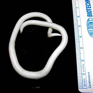 Intestinal-Roundworm