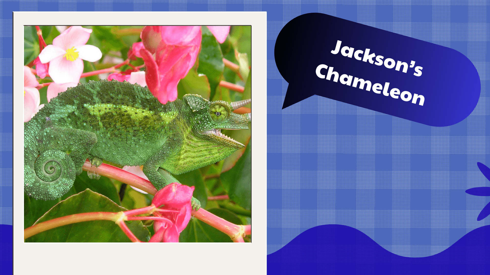 Jackson’s Chameleon