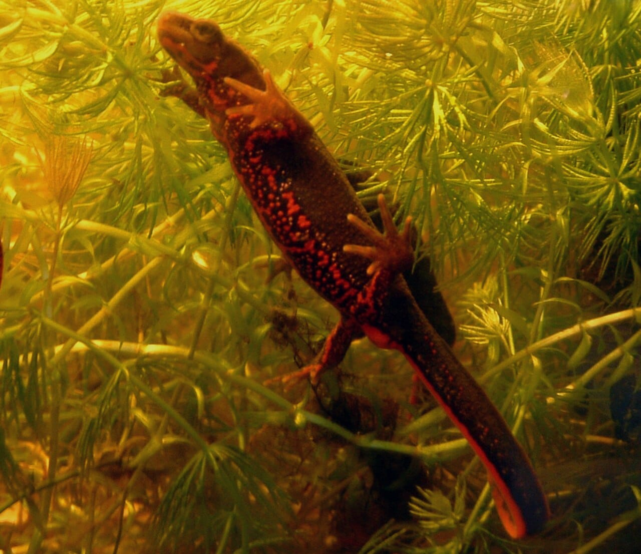 Japanese Fire‑bellied Newt