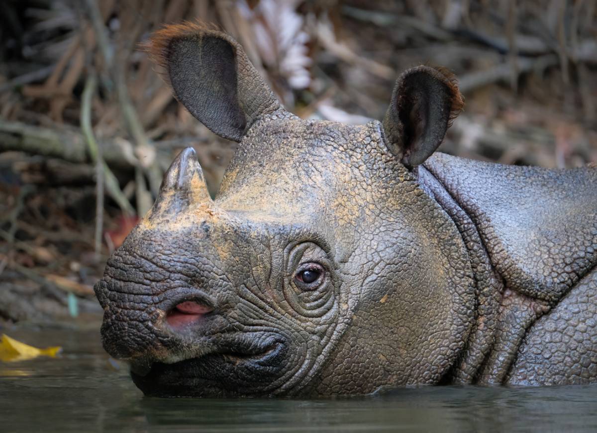 Javan Rhinoceros