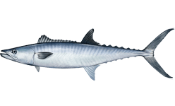 King Mackerel