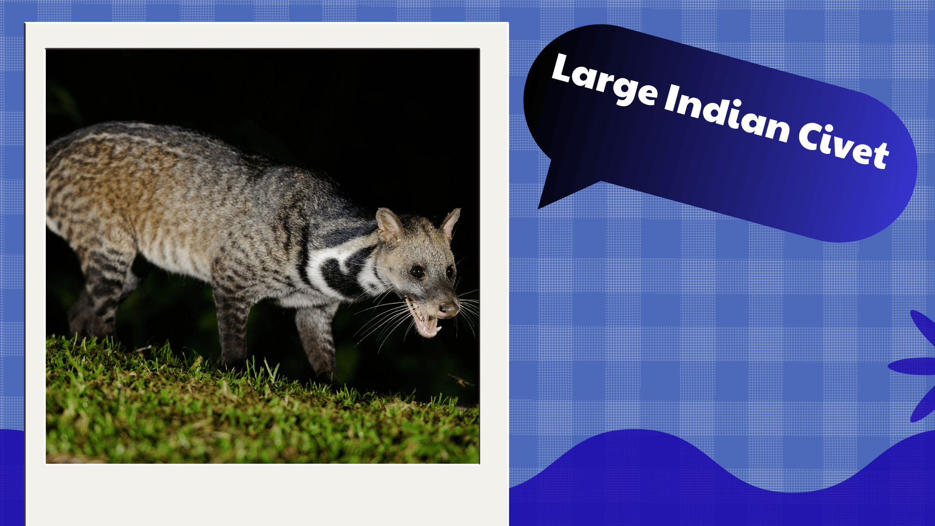 Large Indian Civet