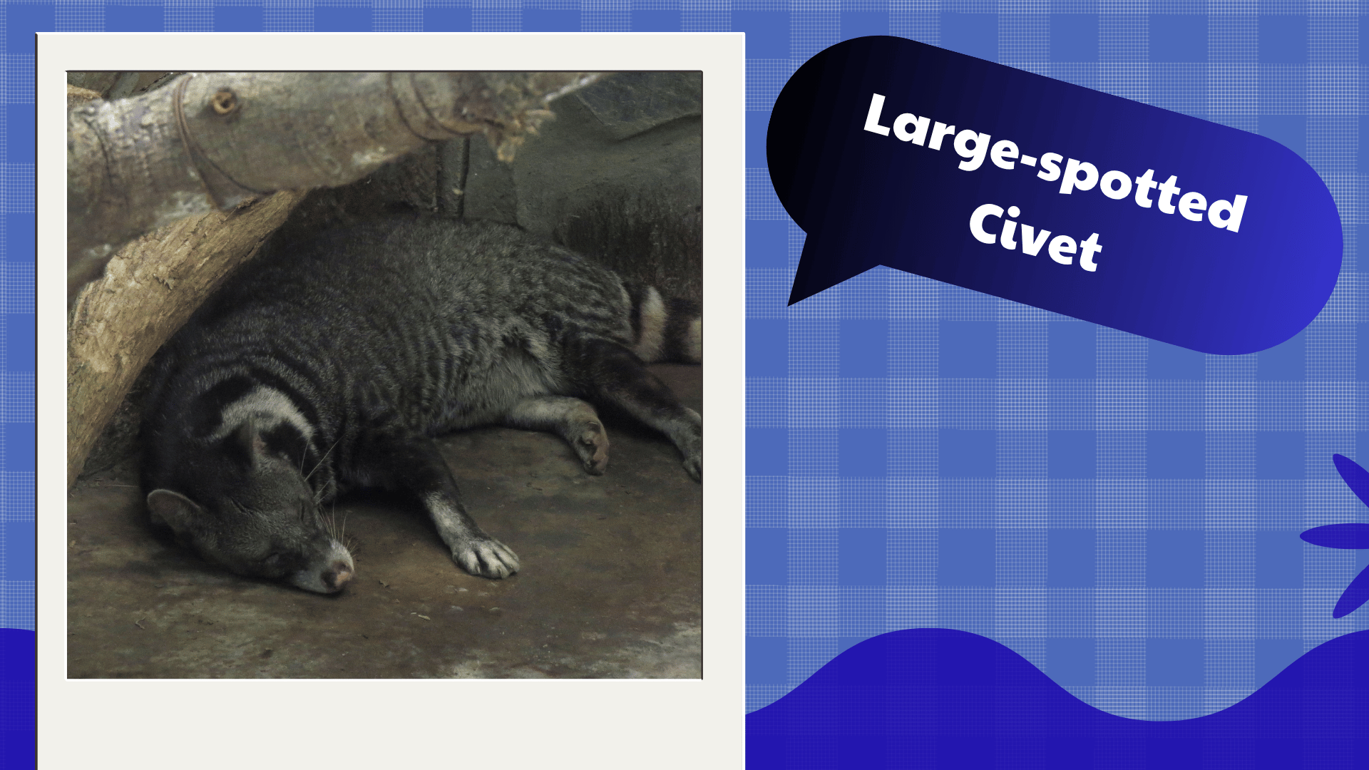 Large-spotted Civet