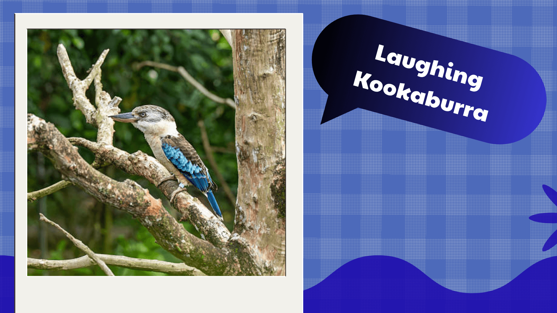 Laughing Kookaburra