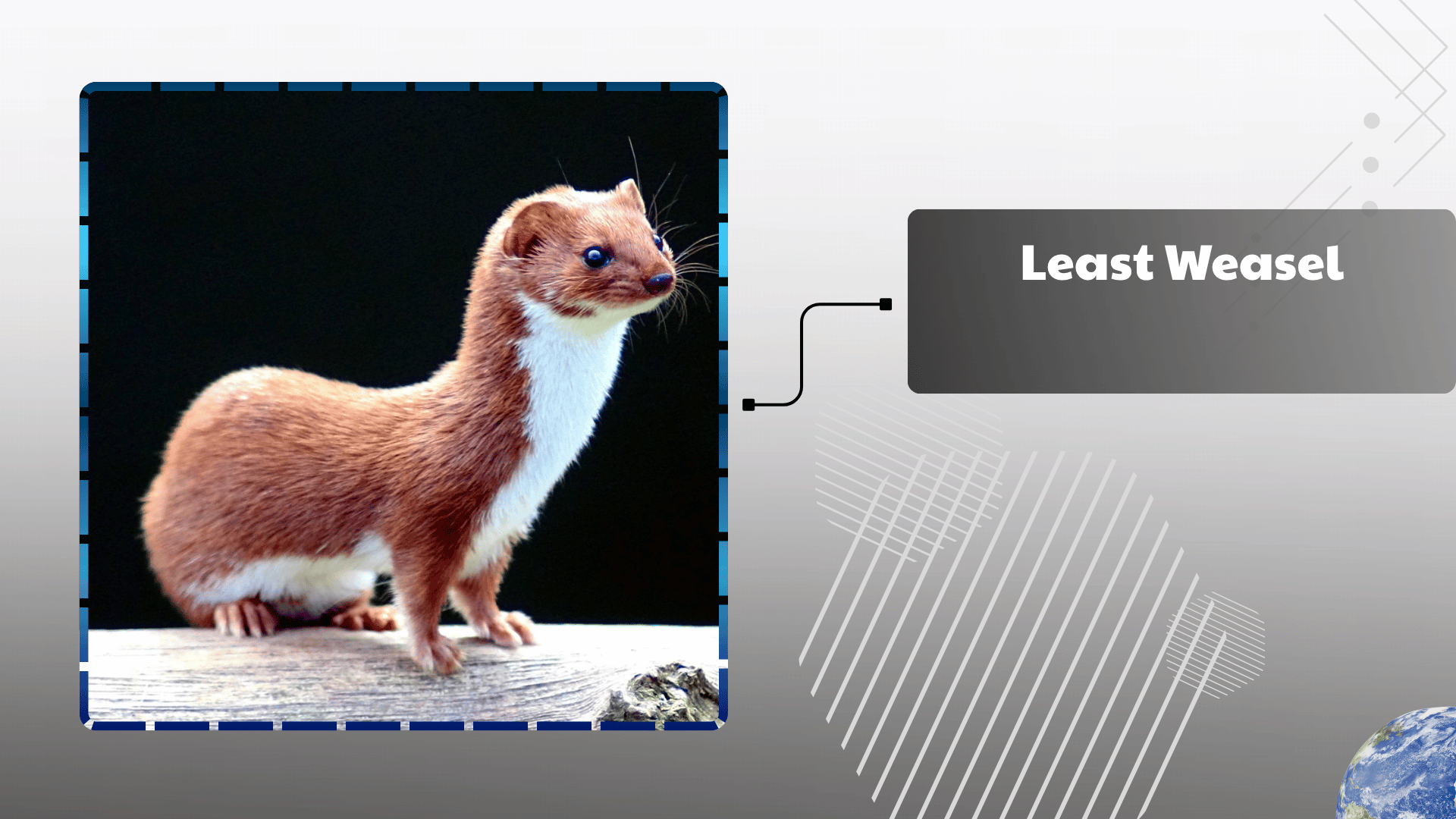 Least Weasel