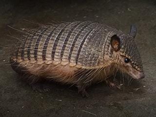 Lesser Hairy Armadillo