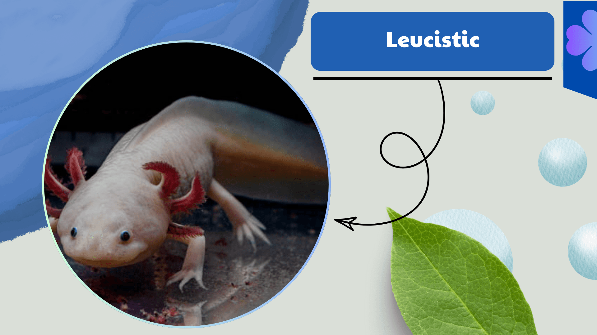 Leucistic