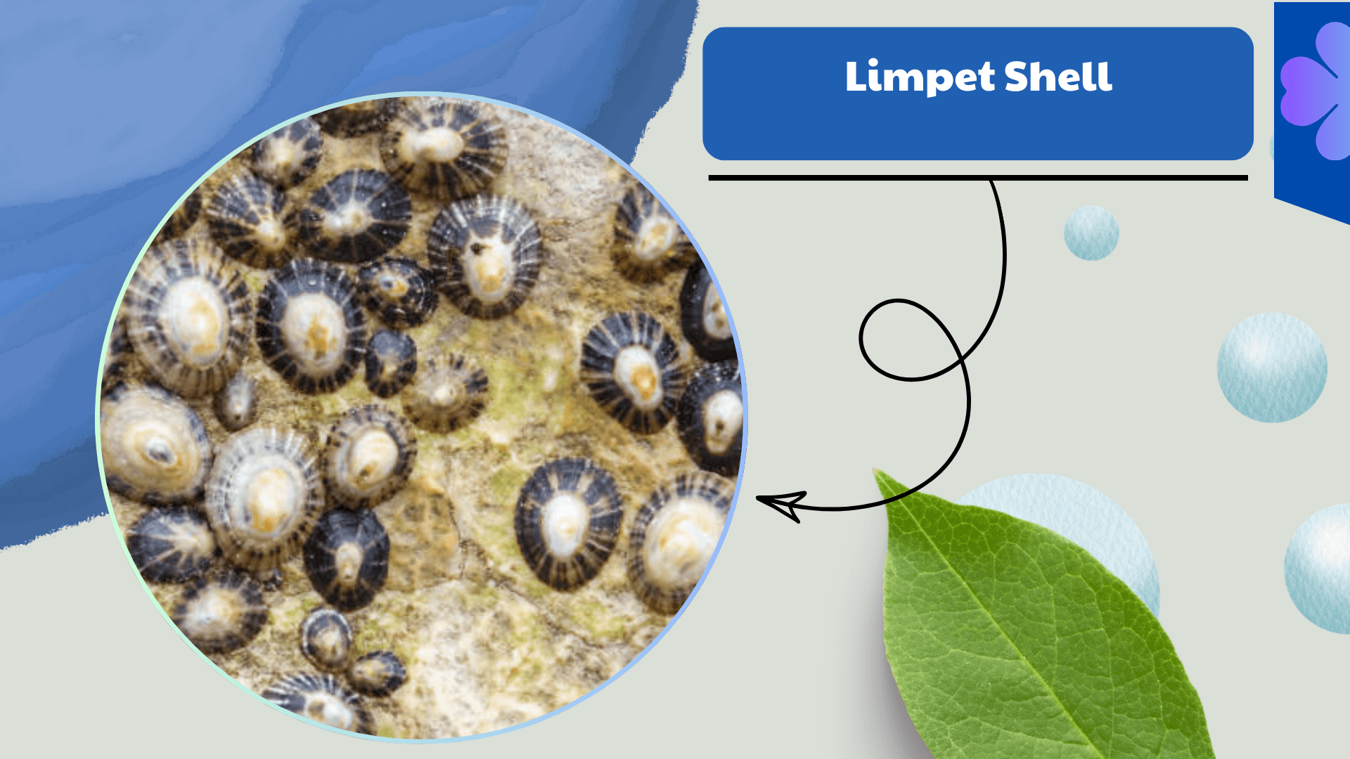 Limpet Shell