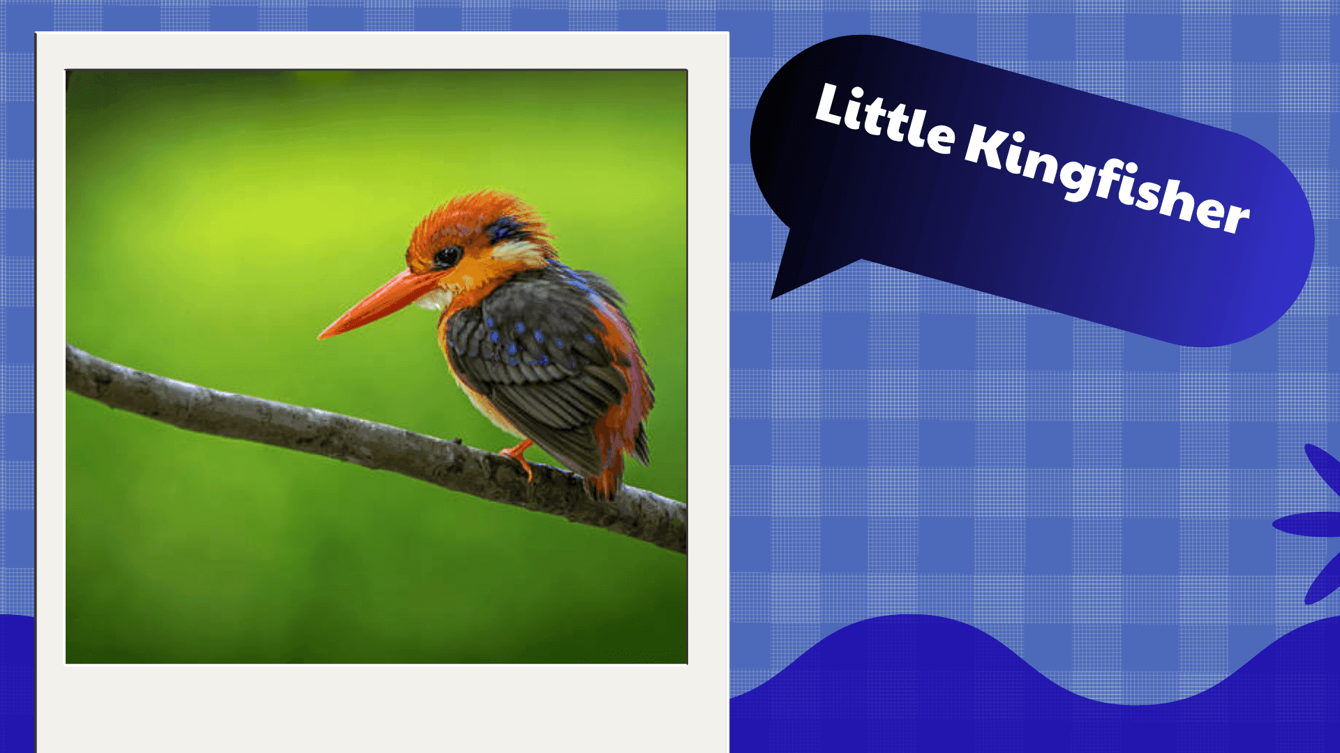Little Kingfisher