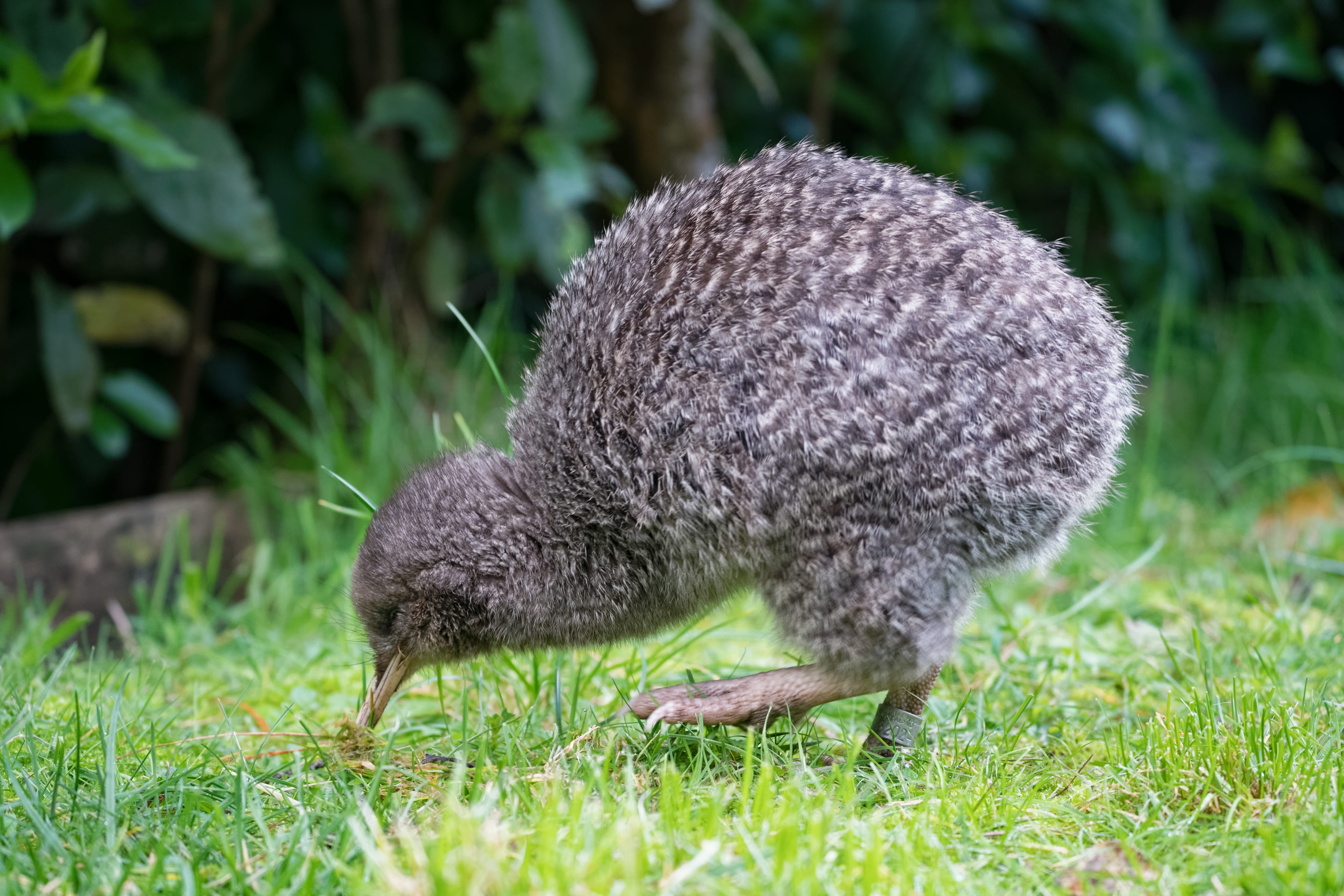 Little Spotted Kiwi
