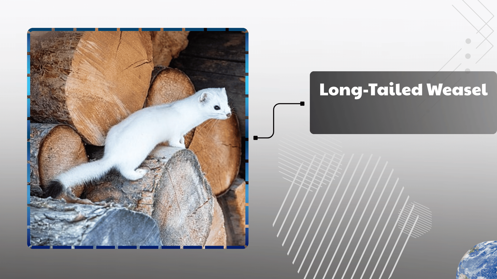Long-Tailed Weasel