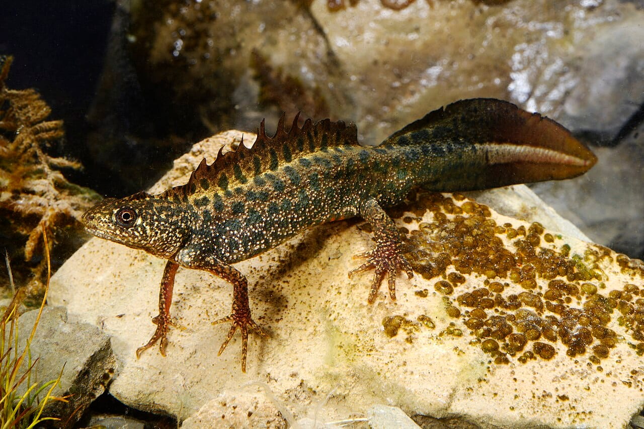 Macedonian Crested Newt