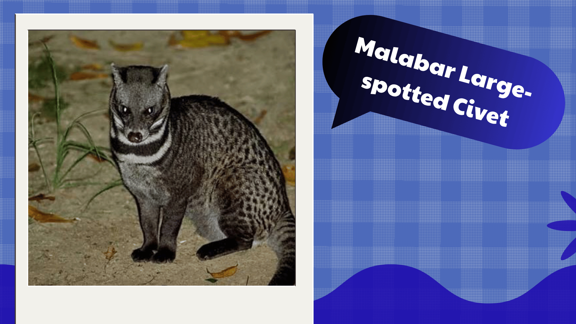 Malabar Large-spotted Civet