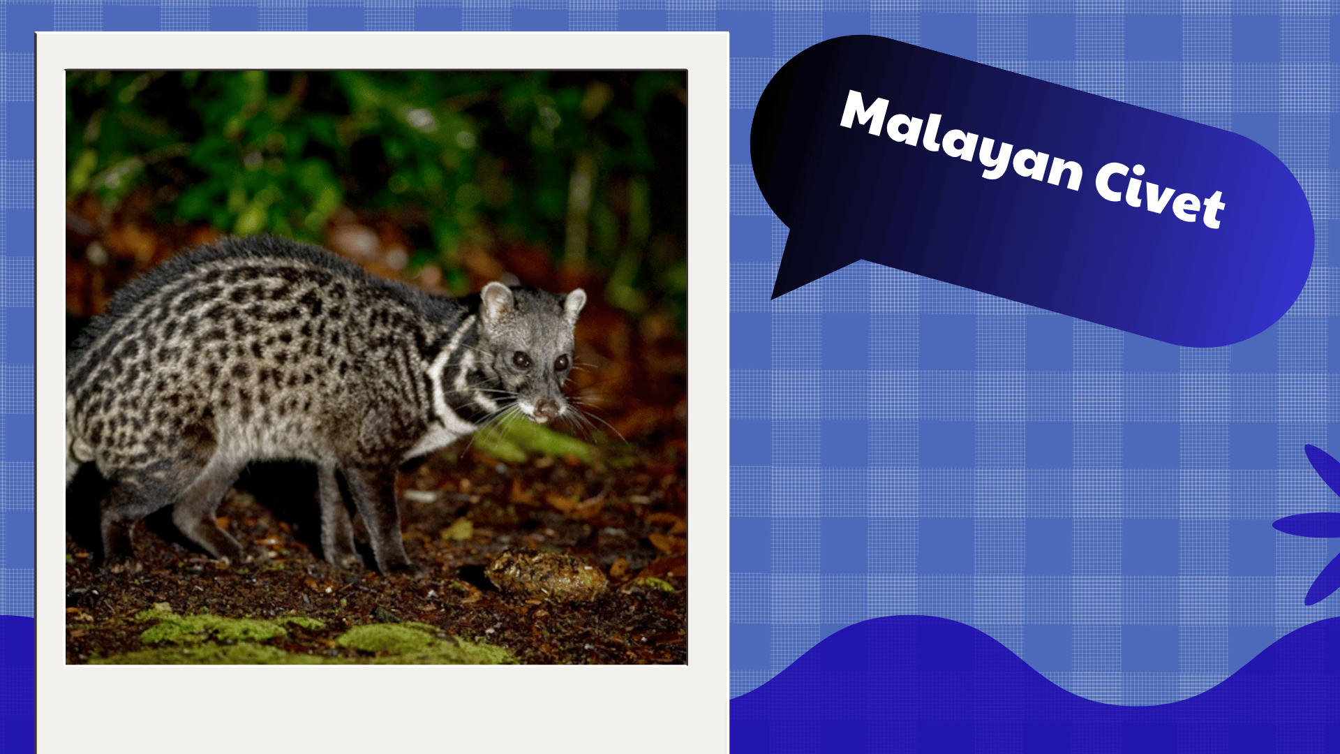 Malayan Civet