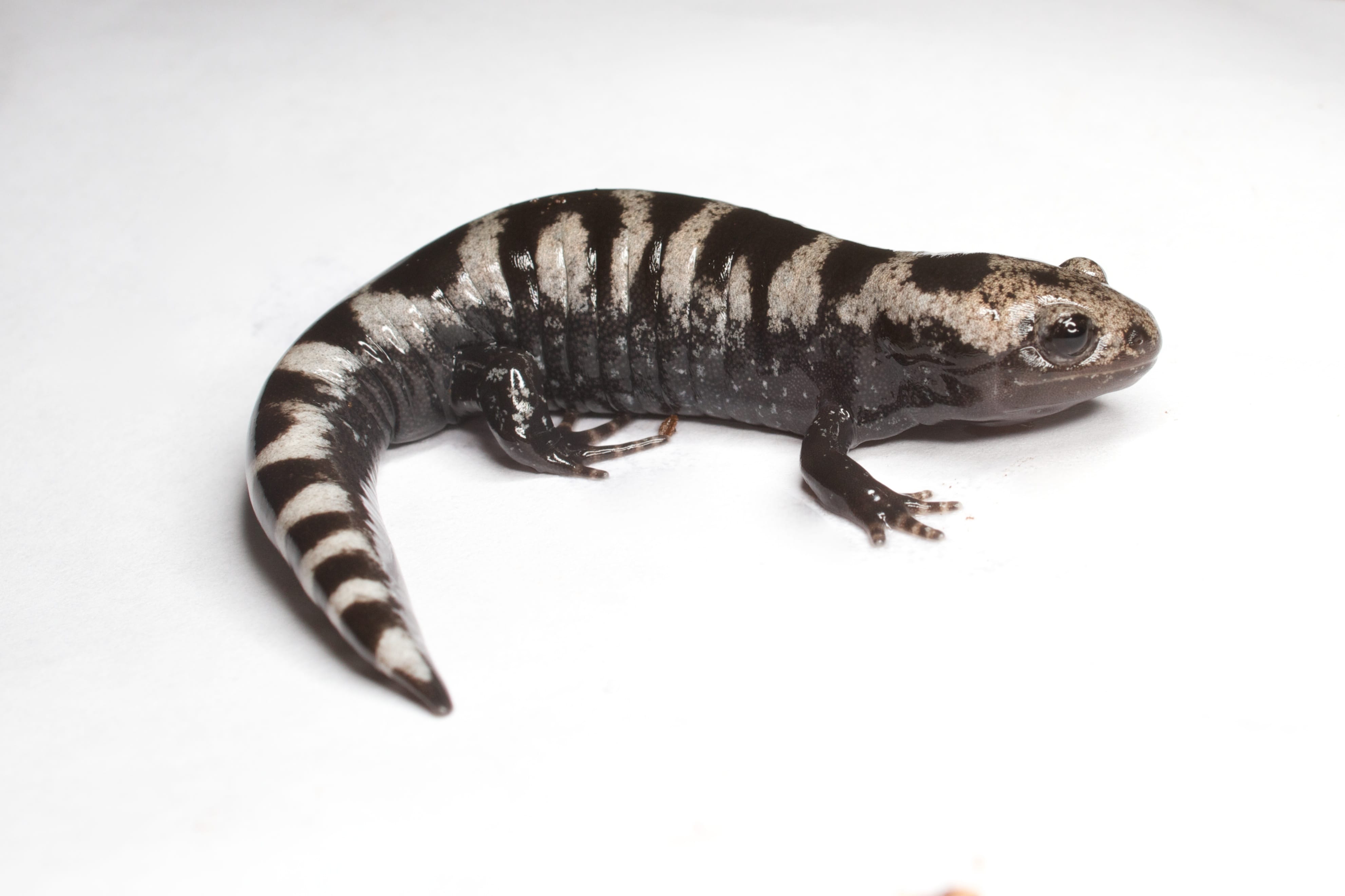 Marbled-Salamander