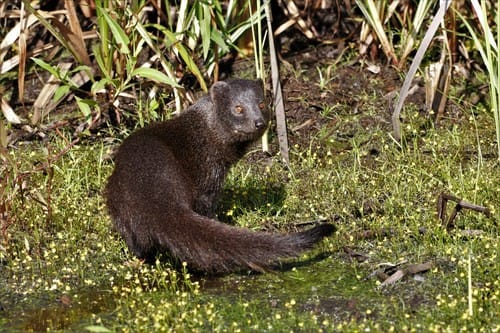 Marsh Mongoose