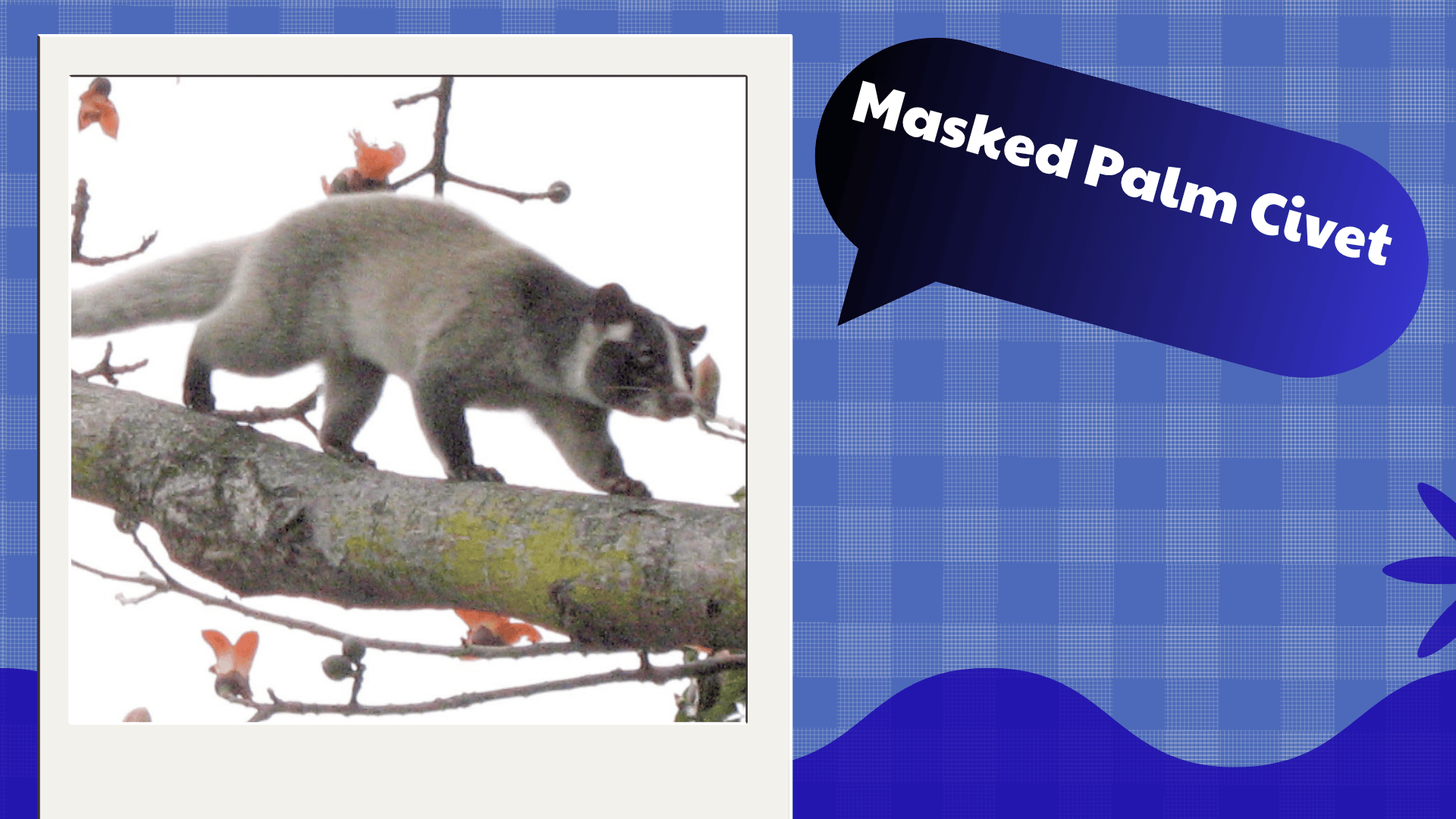 Masked Palm Civet