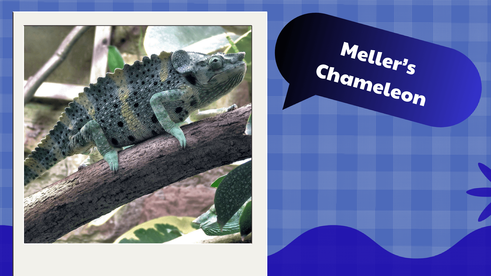 Meller’s Chameleon