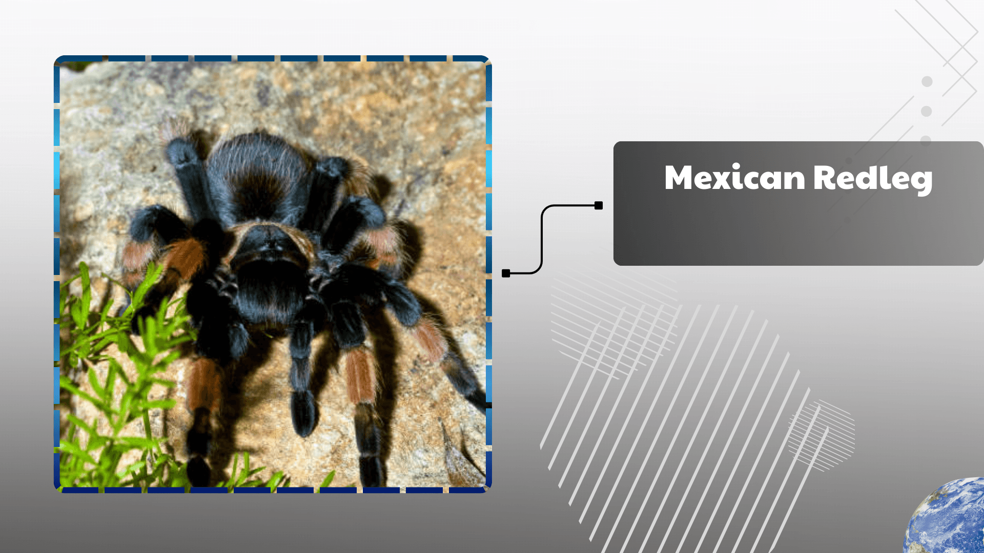 Mexican Redleg Tarantula