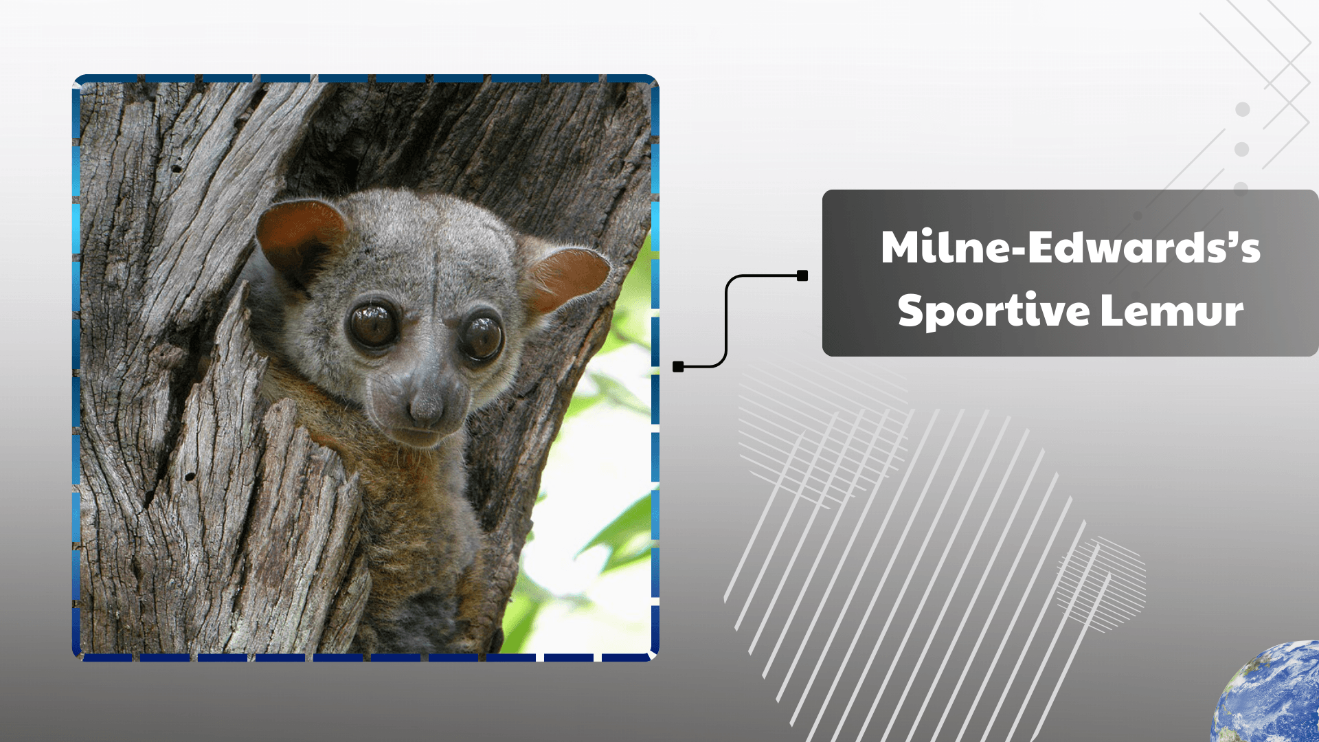 Milne-Edwardss-Sportive-Lemur