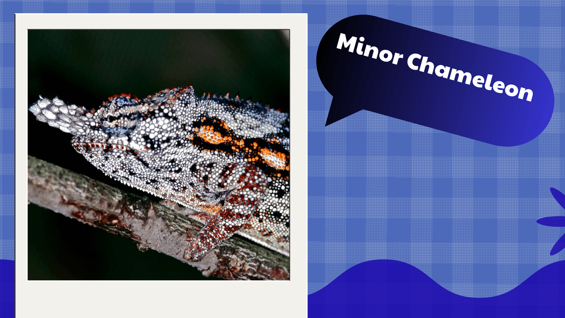 Minor Chameleon