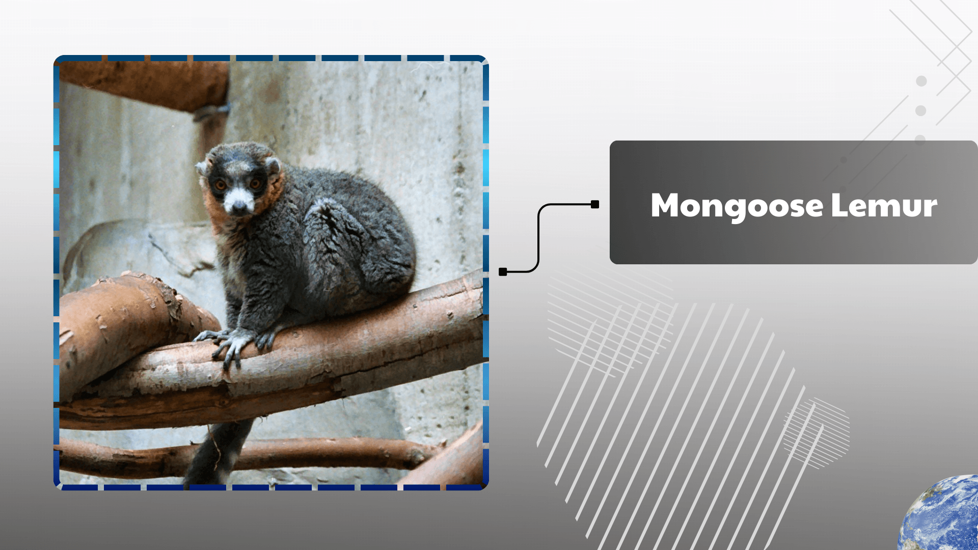 Mongoose-Lemur