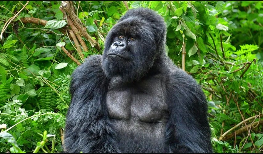 Mountain Gorilla