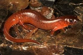Mud-Salamander