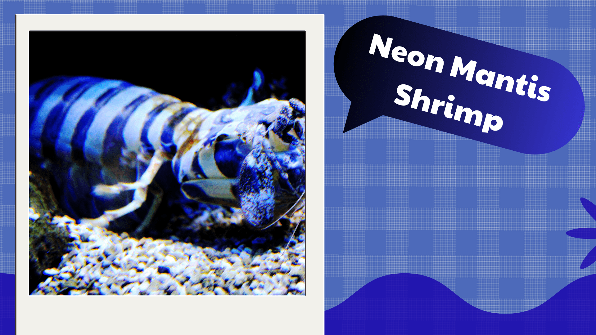 Neon-Mantis-Shrimp