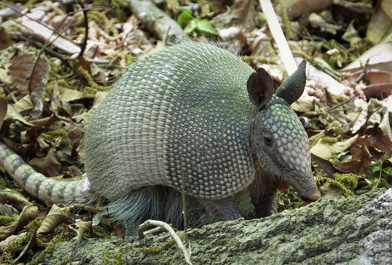 Nine-Banded Armadillo